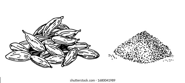 Cardamom illustration, drawing, engraving, ink, line art, vector. Isolated spice object. Engraved style seasoning. Detailed organic product sketch. Cooking flavor ingredient. Great for label, sign