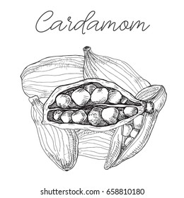 Cardamom isolated on white background. Hand drawn vector illustration.