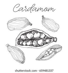 Cardamom isolated on white background. Hand drawn vector illustration.