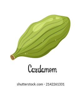 Cardamom on a white background. Spice. Vector illustration.

