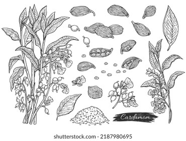 Cardamom plant botanical hand drawn set of sketch style vector illustration isolated on white background. Cardamon fragrant plant elements ink collection.