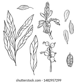 Cardamom plant. Hand drawn sketch illustration