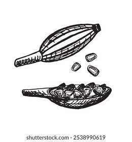 Cardamom pod and half with seed. Set sketches. Vector graphic illustration, hand drawn isolated. Black and white drawing of savory spice. Seasoning for cooking. Clipart for menu, recipe, food design.