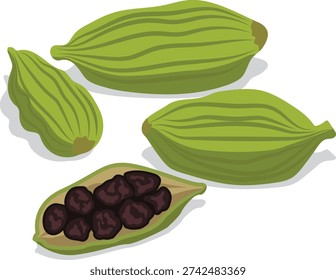 cardamom pods aromatic spices vector.