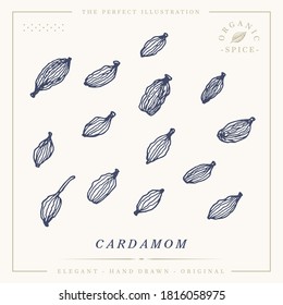 Cardamom pods botanical vintage retro illustration