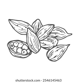 Cardamom seed. Aromatic camphor spice. Dried cardamom pods. Eastern traditional medicine, food, Ayurveda. Vector illustration in doodle style.