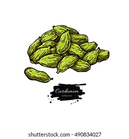 Cardamom seed heap vector hand drawn illustration. Isolated spice object. Engraved style seasoning. Detailed organic product sketch. Cooking flavor ingredient. Great for label, sign, icon