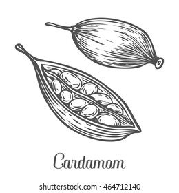 Cardamom seed plant . Hand drawn sketch vector illustration isolated on White. Spicy herbs. Cardamom Doodle design cooking ingredient for food, dessert. Seasoning spice herb.