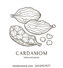 Cardamom seeds. Indian spices. Vector hand-drawn illustration
