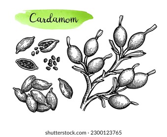 Cardamom. Rama y vaina. Esbozo de tinta dibujado a mano aislado en fondo blanco.