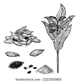 Cardamom set. Hand drawn engraving, ink, spices in sketch style. Ground cardamom, cardamom plant and grains. Vector botanical illustration isolated on white background.