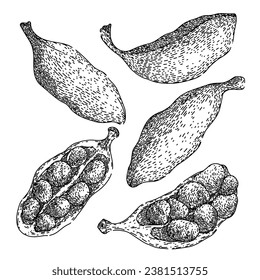 cardamom set hand drawn. green spice, dry natural, seasoning plant cardamom vector sketch. isolated black illustration