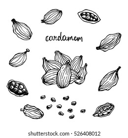 Cardamom set. Hand drawn spices in sketchy style. Vector illustration. 