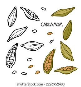 Cardamom. Especias vectoriales dibujadas a mano. Ilustración de esquema de doodle para la tienda de especias, menú. Cocina orgánica, fresca, ingrediente dietético saludable. Esbozo de producto orgánico en blanco. Ingrediente de cocina con sabor