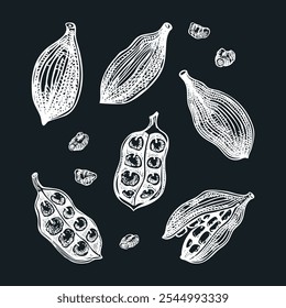 Conjunto de bocetos de cardamomo. Dibujo de tiza de especias de cocina. Hierbas y especias indias Ilustración vectorial dibujada a mano. NO se ha generado IA