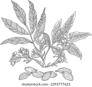 Cardamom, sometimes cardamon or cardamum, is a spice made from the seeds of several plants in the genera Elettaria and Amomum in the family Zingiberaceae.