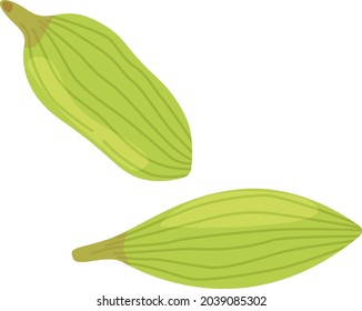 Cardamom spice seed. Illustration in flat cartoon style isolated on white. Gourmet flavoring concept.