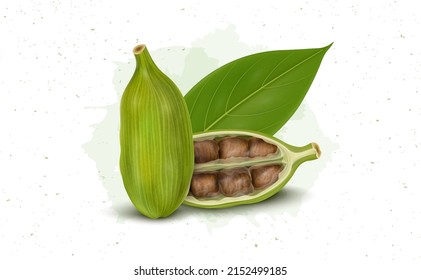 Cardamom spice vector illustration with half piece of green Cardamom with seeds and green leaves