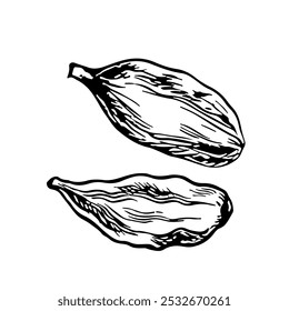 Cardamom. Vector graphics with the image of fragrant spices. A black and white hand-drawn illustration. On a white background. Great for cooking recipes, menus, posters or labels.