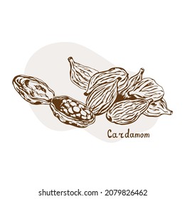 Cardamom vector. Herbs and spices hand drawn vector illustration. Sketchy style. Vintage illustrations. Aromatic plants. Hand drawn sketch of food. Card design. Spices and herbs black and white design