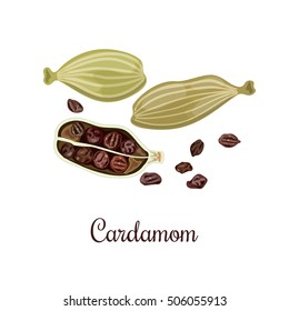 Cardamom vector illustration. Culinary seasoning. Cooking Spice. Cardamom grains. Cardamon. Green and brown. Cardamum. natural health care products. Can be used as tag, label, emblem