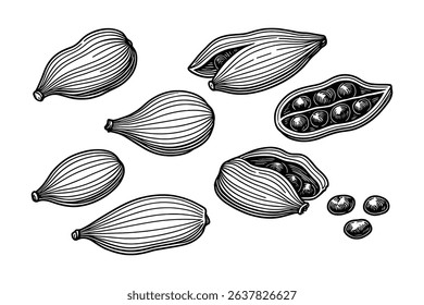 Cardamom Vector Illustration Spice Pods and Seeds Outline Drawing Isolated