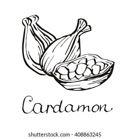 Cardamom vector. Cardamom on white background. Engraving style. Kitchen spices. 