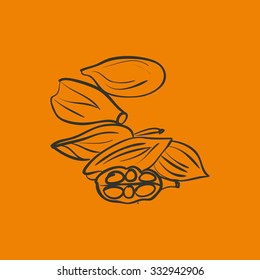 Cardamon - indian spices in vector