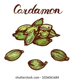 Cardamon seed spices set isolated on white background ink sketch hand drawn illustration doodle