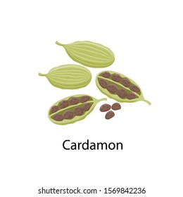 Cardamon spice - vector illustration in flat design isolated on white background. Cardamom seeds and pods.