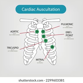 Cardiac Auscultation Vector and Illustration