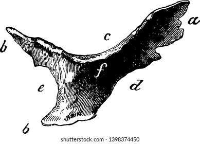 Cardiac Bone of an Ox in which anterior angle and posterior angles are presents vintage line drawing or engraving illustration.