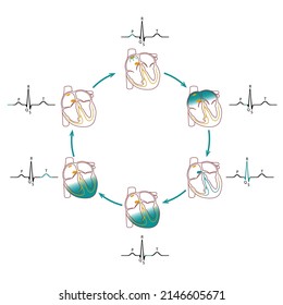 Cardiac Conduction Scheme. Electrocardiogram Tracing Correlated To The Cardiac Cycle