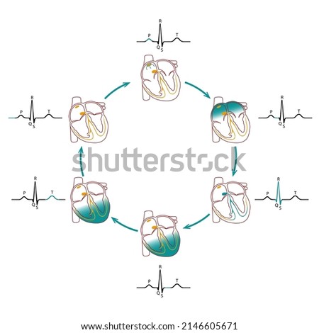 Cardiac conduction scheme. Electrocardiogram tracing correlated to the cardiac cycle