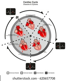 Cardiac Cycle Diastole And Systole Of Human Heart Anatomy Infographic Diagram With All Stages Of Pumping Filling In Right Left Atrium And Ventricle For Medicine Science Education Medical Healthcare