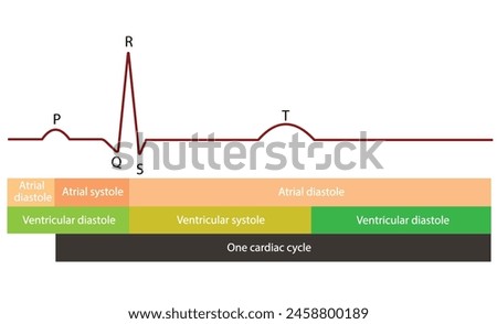 The cardiac cycle and ECG are both atria and ventricles relax (diastole). The P wave shows atrial depolarization, are atrial contraction (systole). Atrial systole continues until the QRS complex.