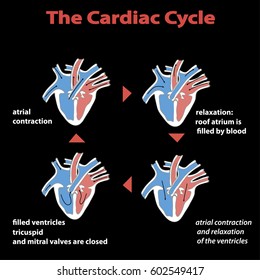 The Cardiac Cycle Of Heart On Black Isolated.