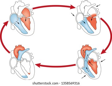 The Cardiac Cycle Vector