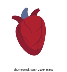 Cardiac human heart icon. Flat illustration of cardiac human heart vector icon isolated on white background
