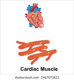 cardiac human muscle vector with heart