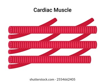 Cardiac Muscle Cells Medical Illustration