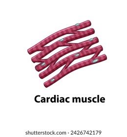 Cardiac muscle. Diagram of common stem cell types. Science banner isolated on background. Medical microscopic molecular conception. Premium Vector file svg