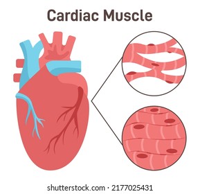 Cardiac Muscle Fibers' Structure. Heart Muscle Tissue, Anatomy Of Cardiomyocyte. Didactic Scheme Of Anatomy Of Human Muscular System. Involuntary Control Cells. Flat Vector Illustration