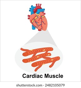 cardiac muscle with heart vector