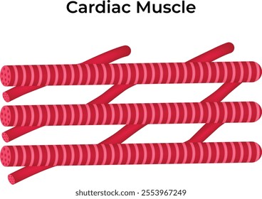 Cardiac Muscle Science Design Vector Illustration Diagram Illustration