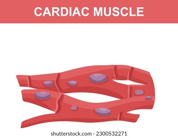 Cardiac Muscle Structure Diagram For Biology Assignments and Tests. Colorful Flat Vector Illustration