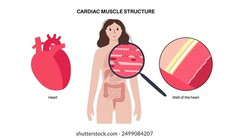 Cardiac muscle tissue structure. Myocardium anatomical poster. Cardiomyocytes cells. Walls of the heart in the human body, relaxation and contraction of muscle fibers flat vector medical illustration.