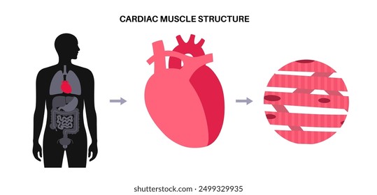 Cardiac muscle tissue structure. Myocardium anatomical poster. Cardiomyocytes cells. Walls of the heart in the human body, relaxation and contraction of muscle fibers flat vector medical illustration.