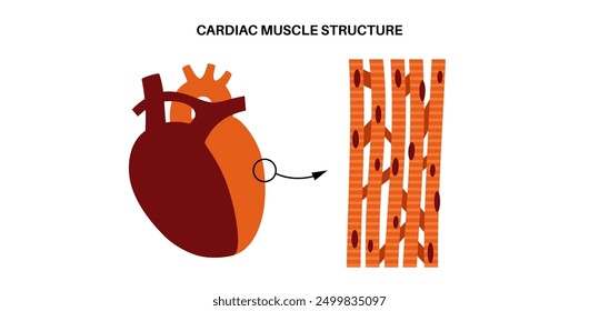 Cardiac muscle tissue structure. Myocardium anatomical poster. Cardiomyocytes cells. Walls of the heart in the human body, relaxation and contraction of muscle fibers flat vector medical illustration.