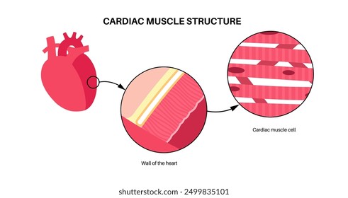 Estructura del tejido muscular cardíaco. Cartel anatómico del miocardio. Células de cardiomiocitos. Paredes del corazón en el cuerpo humano, relajación y contracción de fibras musculares ilustración médica de Vector plano.